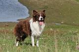 BORDER COLLIE 728